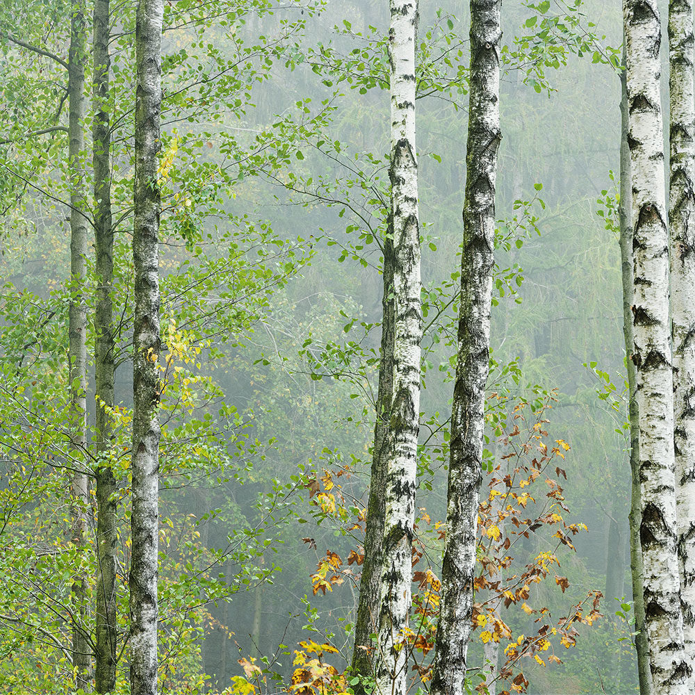 Birch Forest – Summer – Level