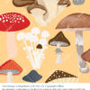 Magic Mushrooms - Golden - Image 2